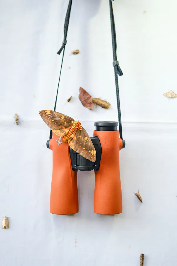 Swarovski NL Pure 12x42 Dürbün - Turuncu